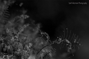Family of Skeleton Shrimp (in Black&White!)
Why in B&W? ... by Iyad Suleyman 